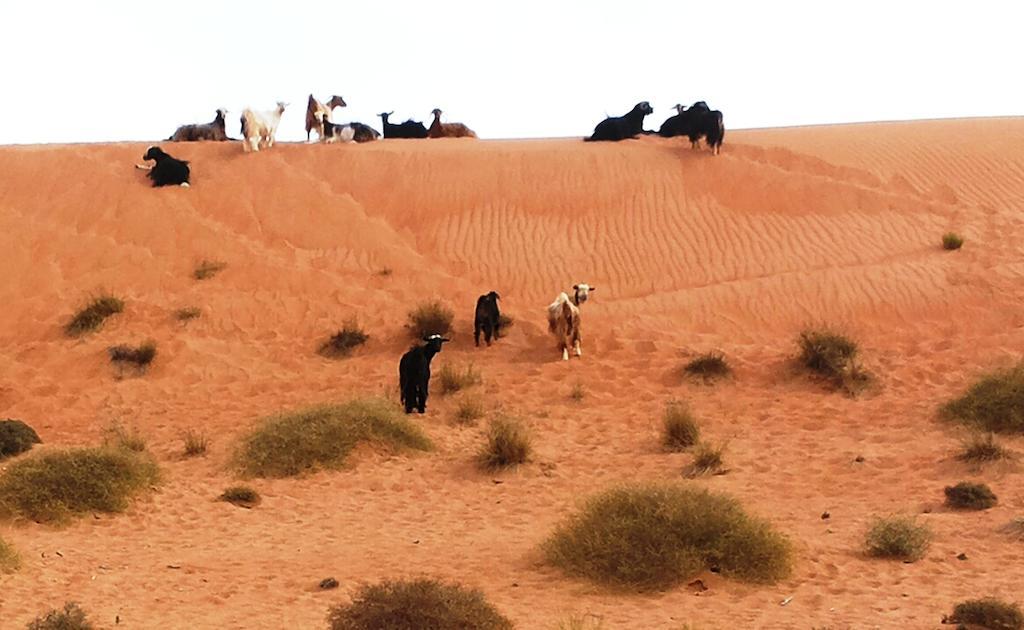 Sand Delight Camp Al Wasil Luaran gambar